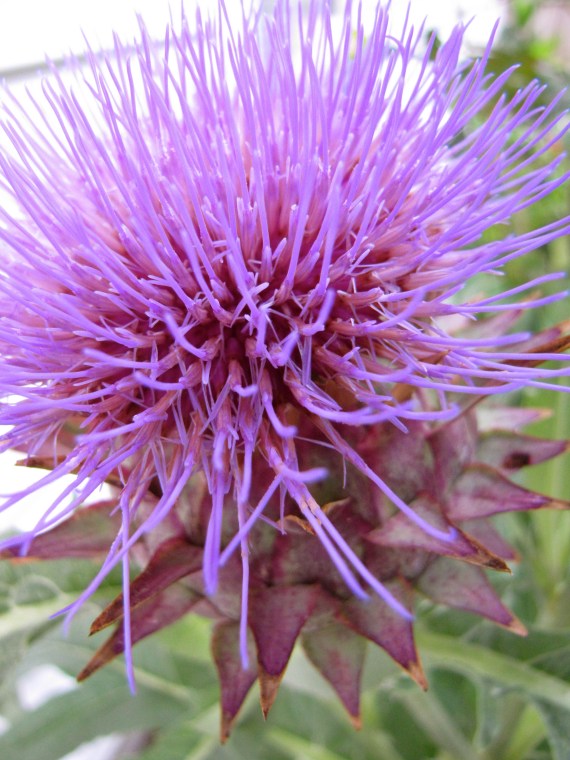 Cardoon flower